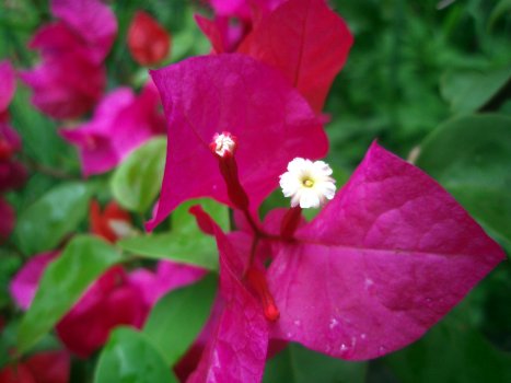 Bougainvillea spectabilis