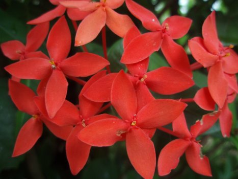 Ixora casei red