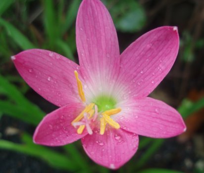 Zephyranthes rosea