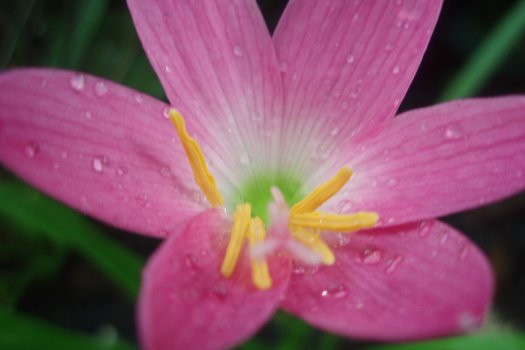 Zephyranthes rosea