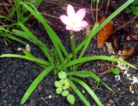 Zephyranthes rosea