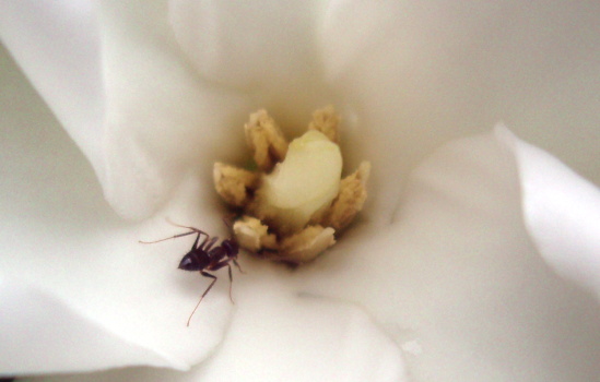 Probable pollinator. Scent is very much like that of a plumeria