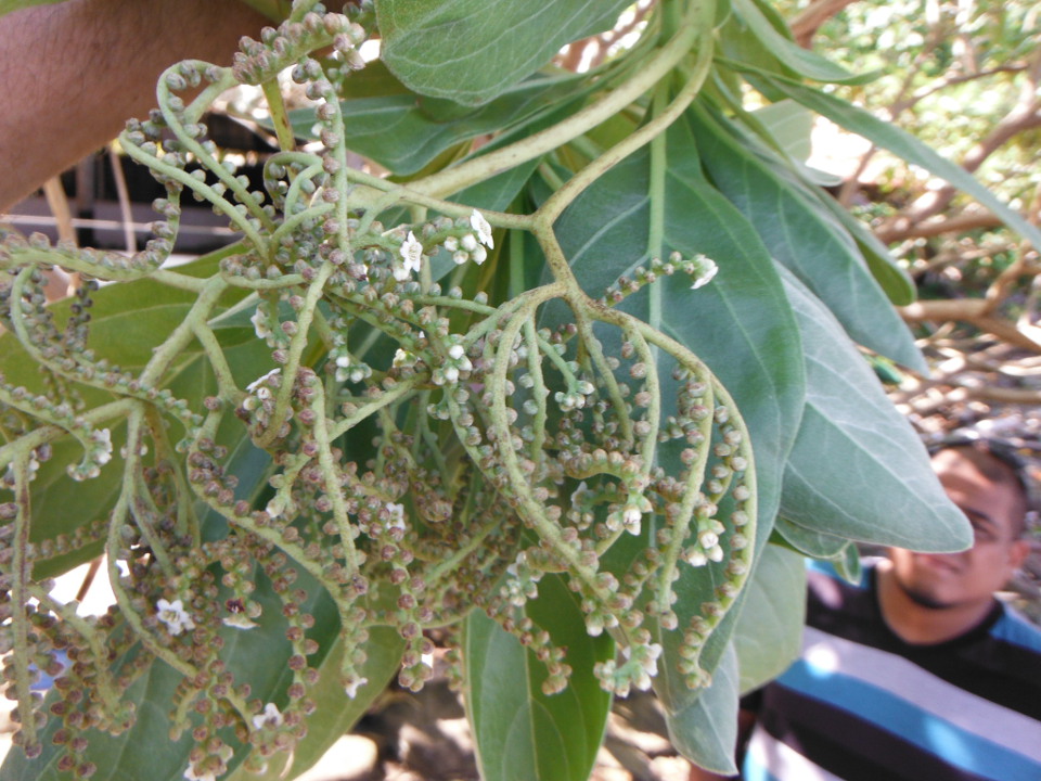 Heliotropium foertherianum, Tournefortia argentea