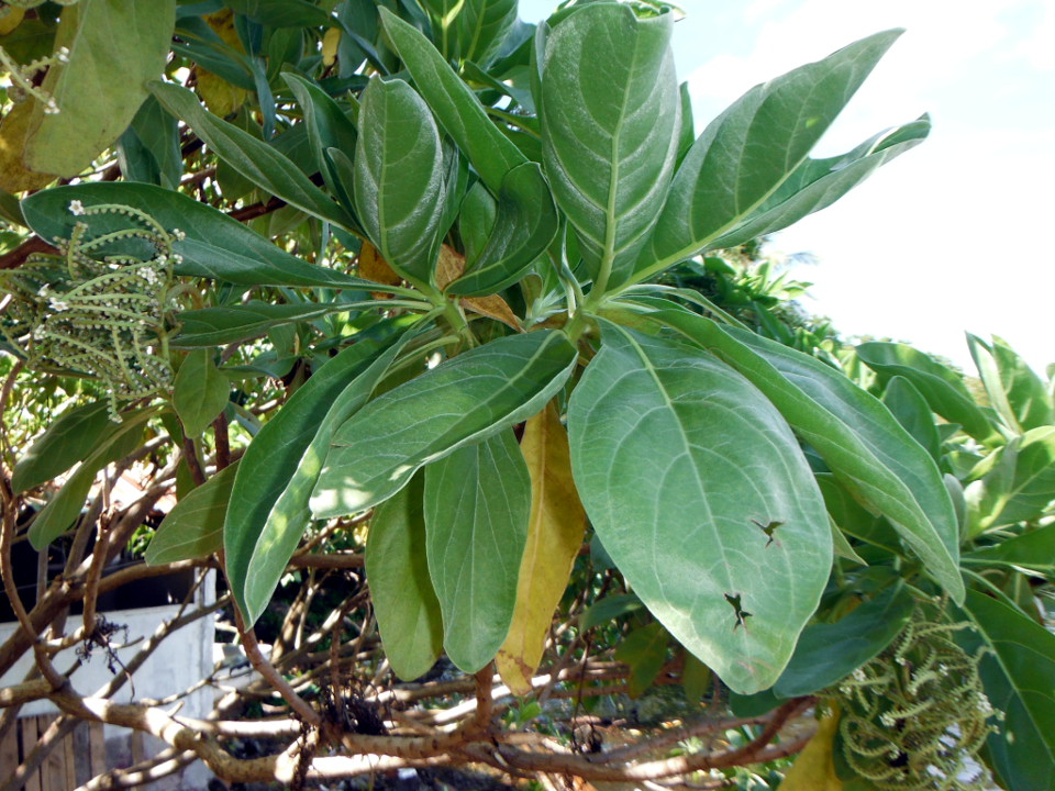 Heliotropium foertherianum, Tournefortia argentea