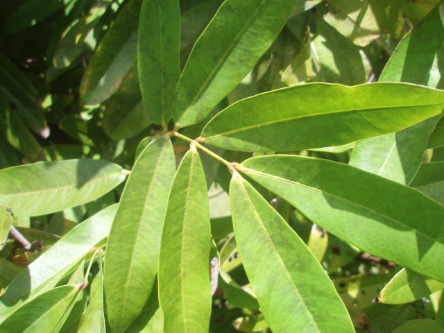 Saraca asoca (Roxb.) Wilde, Saraca indica Linnaeus