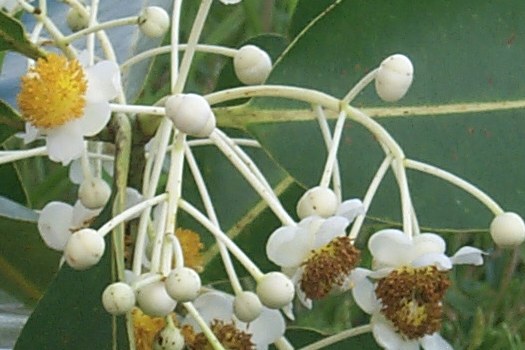 Calophyllum inophyllum