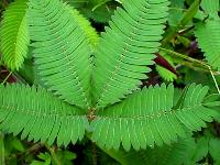 Mimosa pudica