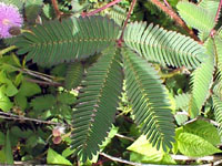 mimosa3.jpg (23754 bytes)