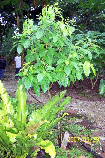 pittosporum ferrugineum