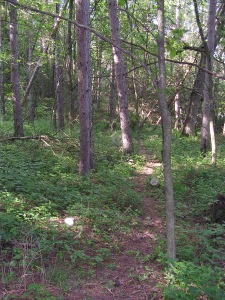 pines on northern green