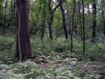 Valley of the oaken forest