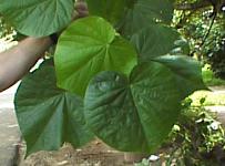 Hibiscus tiliaceus