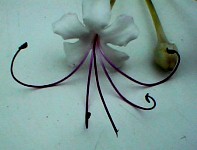 clerodendrum inerme