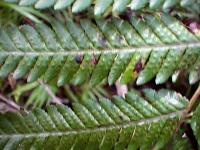 Cyathea nigricans