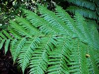 Cyathea nigricans