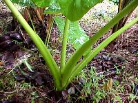 Alocasia macrorrhizos