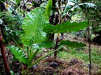 Alocasia macrorrhizos