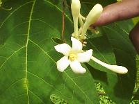 Carica papaya