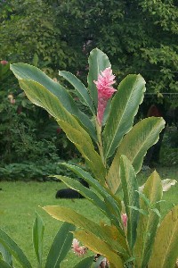 alpinia_purpurata_pink.jpg (28073 bytes)