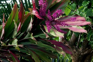 Cordyline fruticosa