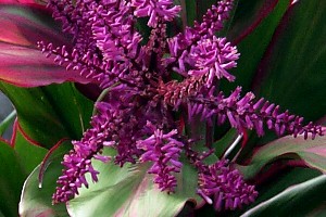 Cordyline fruticosa