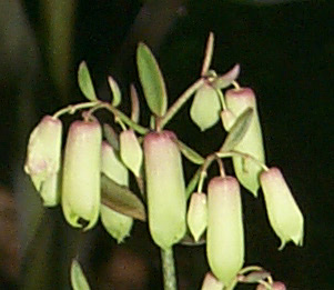 kalanchoe