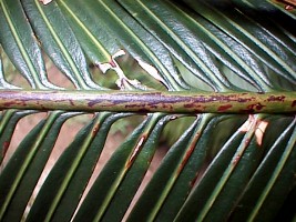 peter_cycad05.jpg (27856 bytes)