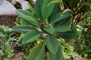 Plumeria obtusa