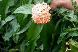 Ixora casei orange