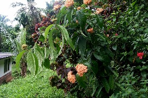 Ixora casei orange