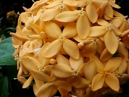 Ixora casei orange