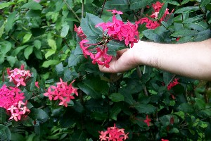 suprina_ixora_coccinea_red01.jpg (30140 bytes)