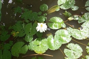 Nymphaea spp.