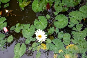 Nymphaea spp.