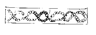 spirogyra