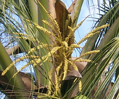 Cocos nucifera