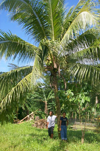 coconuts3.jpg (41218 bytes)