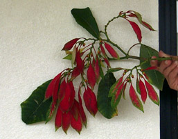 poinsettia1.jpg (59490 bytes)