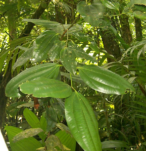 Cinnamomum carolinense