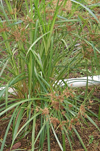 cyperacine_grass_01.jpg (41436 bytes)