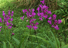 Spathoglottis plicata