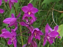 Spathoglottis plicata