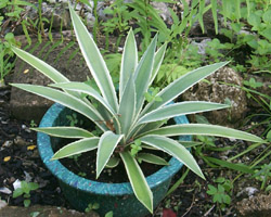 Agave angustifolia var. marginata