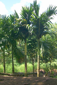 Areca catechu