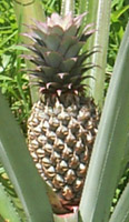 sharon_pineapple07.jpg (13305 bytes)