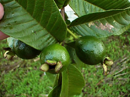 guava_fruit.jpg (25120 bytes)