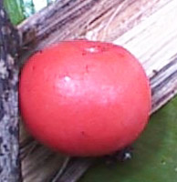 wildapple.jpg (12704 bytes)