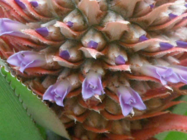 Ananas comosus