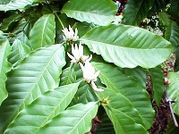 Coffee blossoms