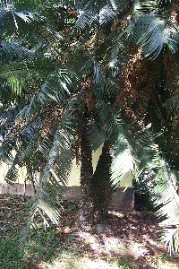 cycad04.jpg (40864 bytes)